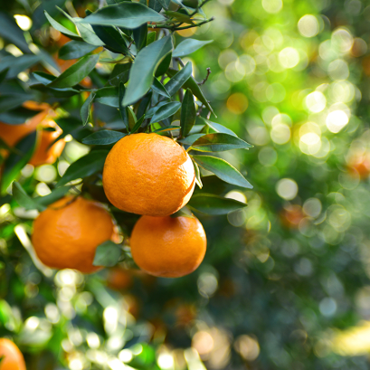 A Traditional Orange orchard Farm