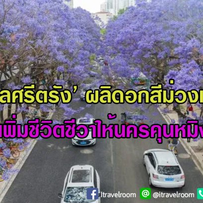 ‘หมู่มวลศรีตรัง’ ผลิดอกสีม่วงเต็มต้น เพิ่มชีวิตชีวาให้นครคุนหมิง