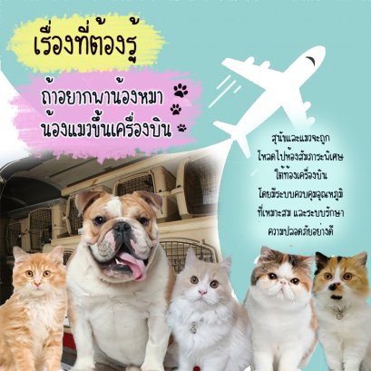 วิธีการนำสัตว์เลี้ยงร่วมเดินทางโดยเครื่องบิน