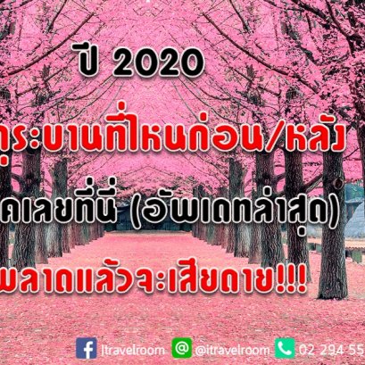 ปี 2020 ซากุระบานที่ไหนก่อน/หลัง เช็คเลยที่นี่ พลาดแล้วจะเสียดาย!!! (อัพเดทล่าสุด)