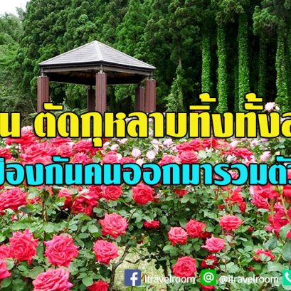 ญี่ปุ่น ตัดดอกกุหลาบทิ้งทั้งสวน ป้องกันคนออกมารวมตัวชมดอกไม้