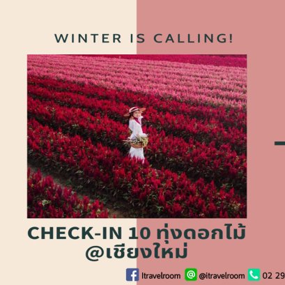 ต้อนรับลมหนาว 10 สถานที่เที่ยวทุ่งดอกไม้ จ.เชียงใหม่