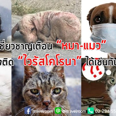 ผู้เชี่ยวชาญเตือน “หมา-แมว” ก็เสี่ยงติด “ไวรัสโคโรนา” ได้เช่นกัน