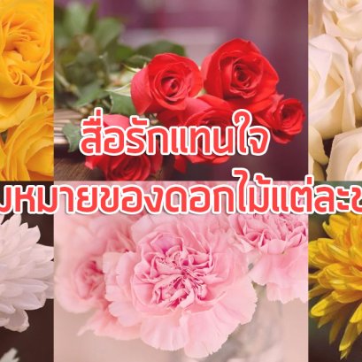 สื่อรักแทนใจ ความหมายของดอกไม้แต่ละชนิด