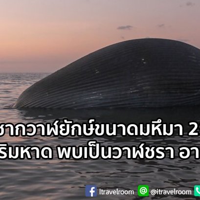 ฮือฮา ซากวาฬยักษ์ขนาดมหึมา 29 เมตร เกยตื้นริมหาด พบเป็นวาฬชรา อายุ 80 ปี