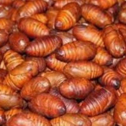 男性吃蚕蛹的好处与功效