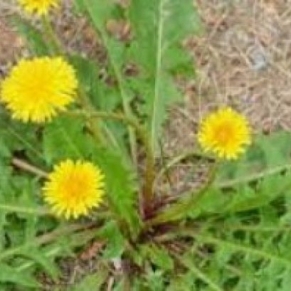 蒲公英泡水 什么人不能喝？