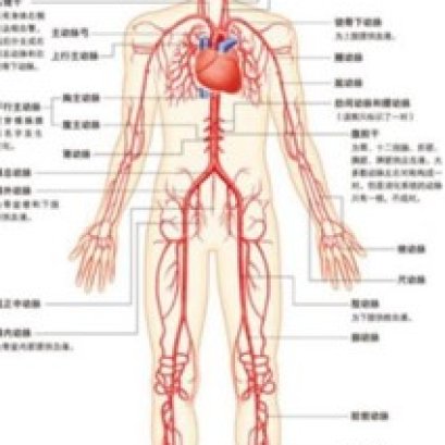 世界上最早的解剖实例