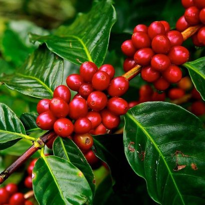 ทำไม กาแฟอาราบิกา ถึงแพงกว่า โรบัสตา?