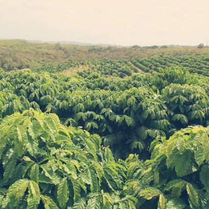 ความรู้เบื้องต้นของกาแฟ Ep.2 - ชื่อกาแฟและแหล่งปลูก