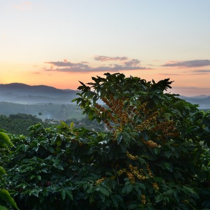 ระดับความสูงต่ำในพื้นที่การปลูกกาแฟมีผลอย่างไร?