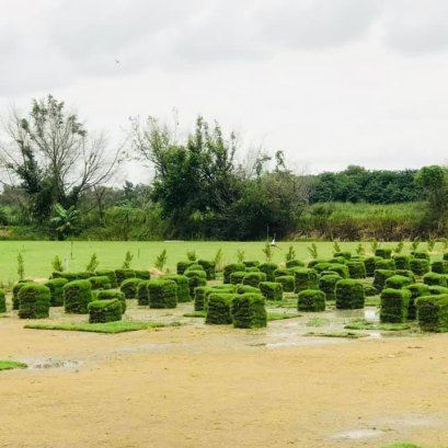 จัดส่งหญ้านวลน้อย