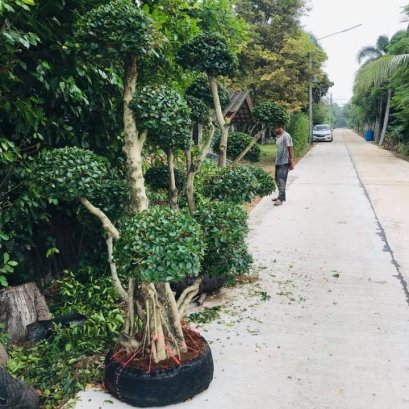 ต้นช้อนเงินช้อนทอง 