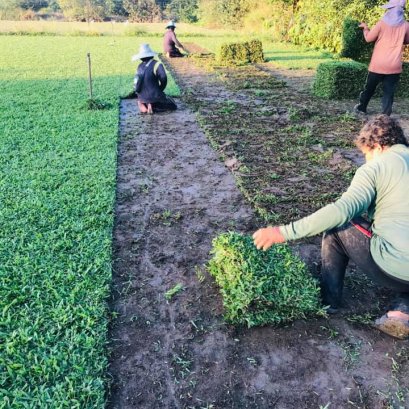 จัดส่งหญ้ามาเลเซีย