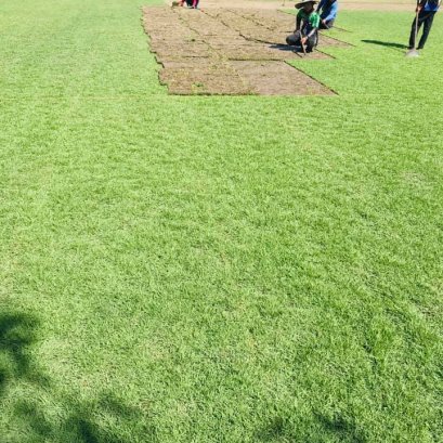 จัดส่งหญ้านวลน้อย เชียงใหม่