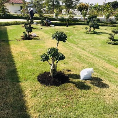 บริการปลูกต้นช้อนเงินช้อนทอง  ปากช่อง