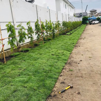 ปูหญ้า 150 ตรม. หน้างานตลิ่งชัน