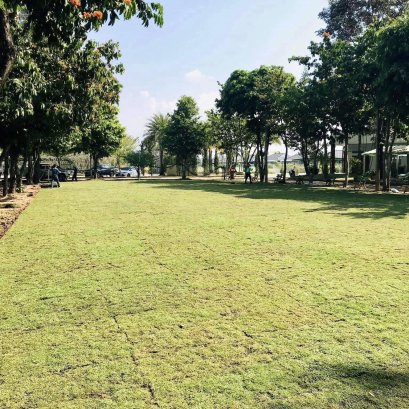 ปูหญ้าสนามบอล 1,000 ตรม. เชียงใหม่