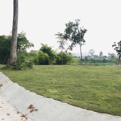 ปูหญ้านวลน้อย 1600 ตรม. ปลูกต้นกระดุมทอง 8000 ต้น - บ้านนา นครนายก 