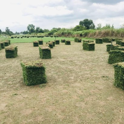 จัดส่งหญ้ามาเลเซีย 750 ตรม. ปลายทาง ลพบุรี