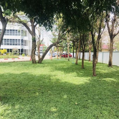 ปูหญ้ามาเลเซีย 750ตรม.หน้างาน นครราชสีมา