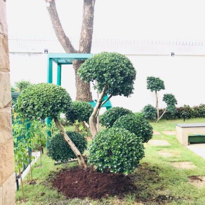 จัดส่งต้นช้อนเงินช้อนทอง จ.กรุงเทพฯ