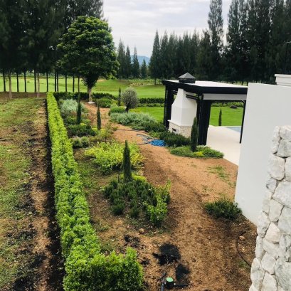 รั้วไทรเกาหลี สูง 1 ม. หน้างาน ปากช่อง