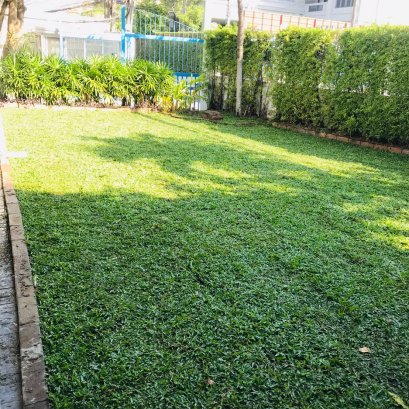 ปูหญ้ามาเลเซีย 87 ตรม หน้างานพัฒนาการ