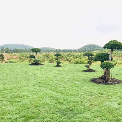 ปรับพื้นที่ปูหญ้า 450 ตรม. พร้อมปลูกต้นช้อนเงินช้อนทอง อ.ปากช่อง