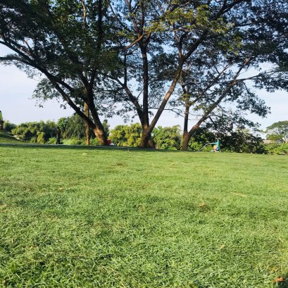 ปูหญ้าพัลลั่ม 1000 ตรม หน้างานราชบุรี