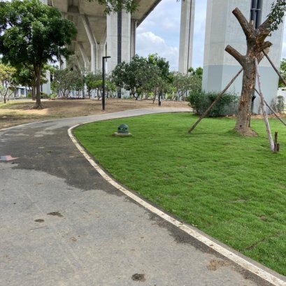 สวนสุขภาพลัดโพธิ์ ปูหญ้า 1,800 ตรม. ต้นกระดุมทอง 13,941 ต้น