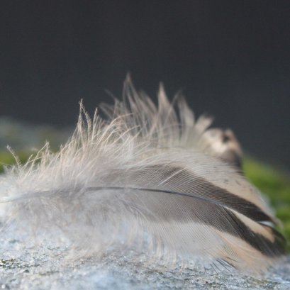 ตัวเลือกในการลดแรงสะเทือนของรถเข็น ลูกล้อรถเข็นที่สามารถลดแรงสั่นสะเทือนได้