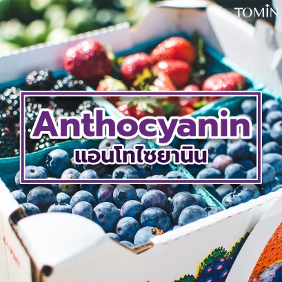แอนโทไซยานิน