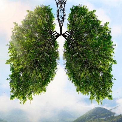 กิกเก้ สมุนไพรผู้ปกป้องทางเดินหายใจ