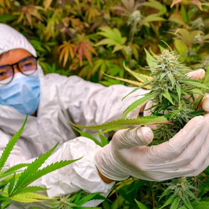 สายพันธุ์กัญชาหลัก และ 4 อัตลักษณ์กัญชาสายพันธุ์ไทย