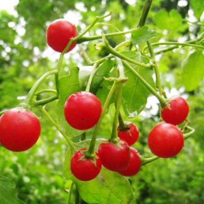 มะแว้งเครือประโยชน์ดีๆต่อเลือดและตับ