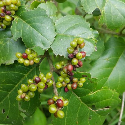 สารต้านอนุมูลอิสระของสมุนไพรส้มกุ้ง