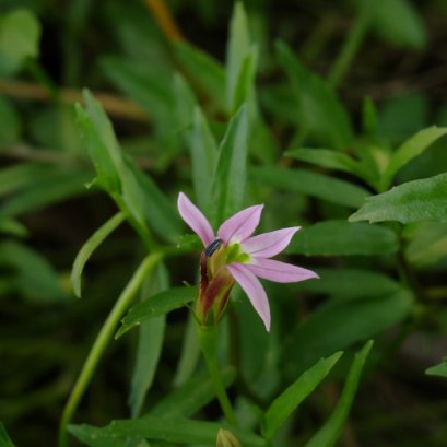 รู้หรือไม่ พระจันทร์ครึ่งซีกสามารถปกป้องตับได้