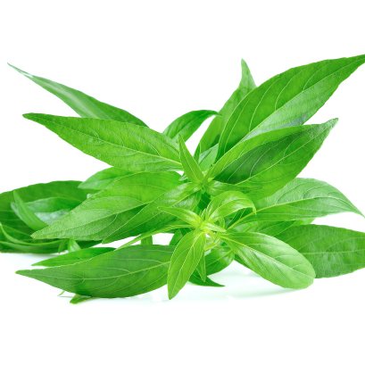 เรื่องที่ควรรู้ก่อนการรับประทานฟ้าทะลายโจร