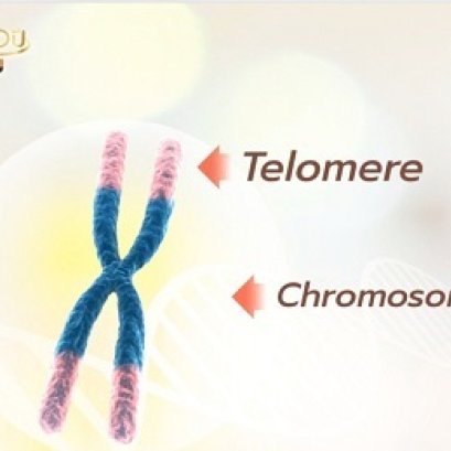 ปกเทโลเมียร์ bimsabuy APCO