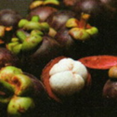 APCO - APCO โด่งดังจากมังคุด