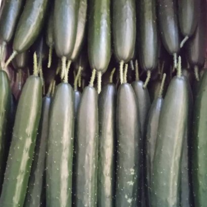 แตงกวาญี่ปุ่น