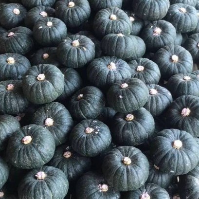 ฟักทองญี่ปุ่น