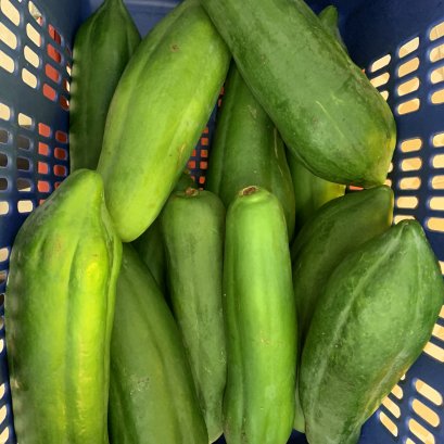 มะละกอดิบ