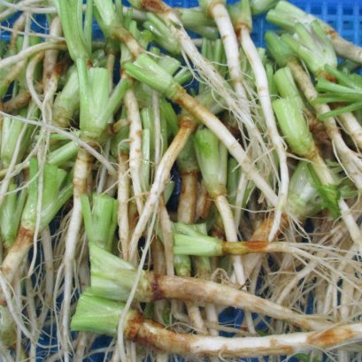 Thai Coriander Root