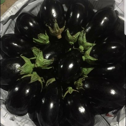 Eggplant , Brinjal ,Aubergine ,Garden egg , Guinea squash