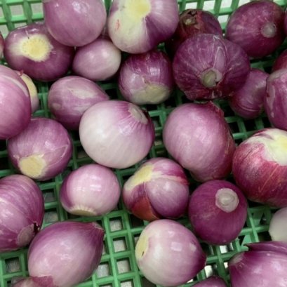 shallot