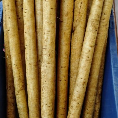 รากโกโบ