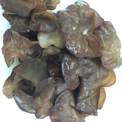 Jew&#039;s Ear Mushroom