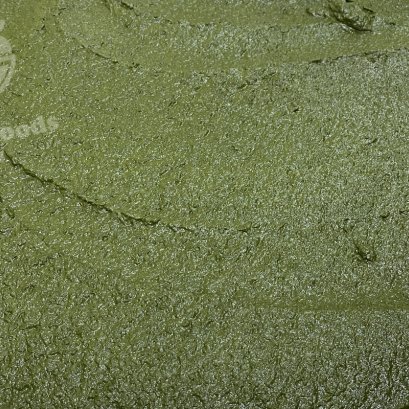 Holy basil Finely ground